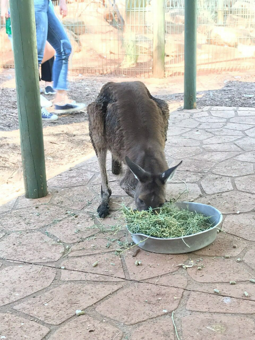 타롱가 동물원의 캥거루와 코알라