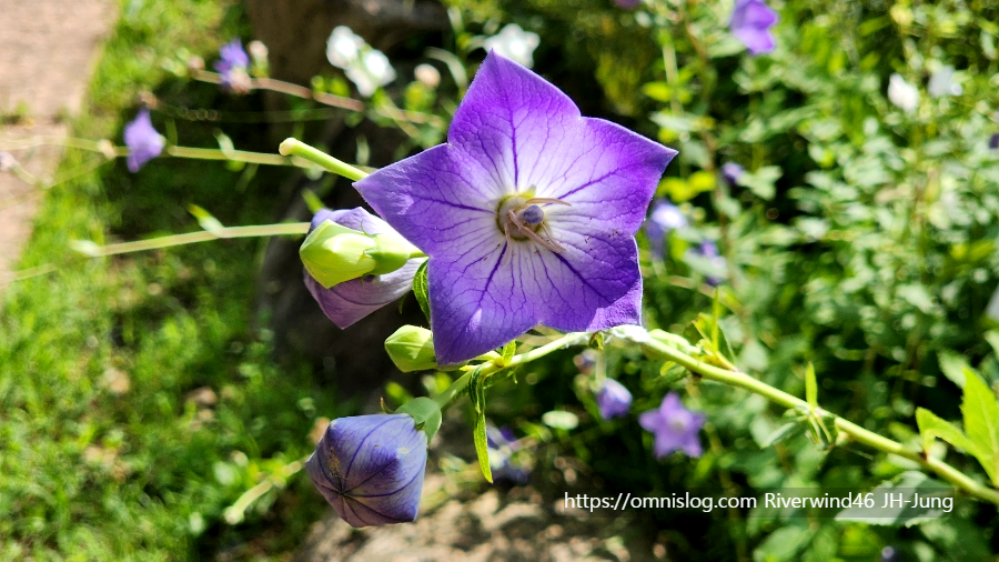 도라지꽃 화상모(和尙帽), 명엽채(明葉菜), 도랍기(道拉基)