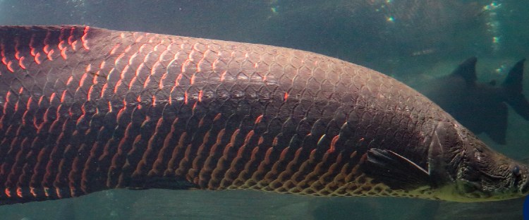 아라마루 아쿠아리움