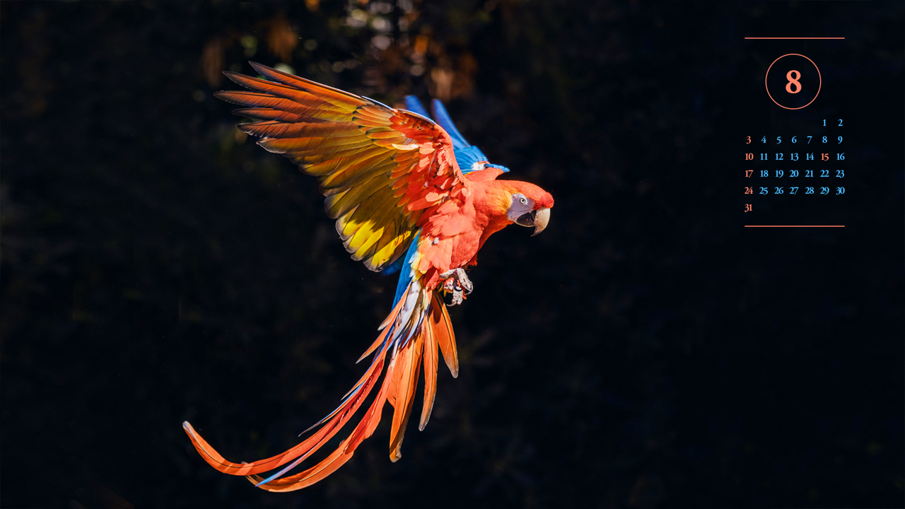 11 날개짓하는 스칼렛 마카우 A - 2025년8월 노트북배경화면