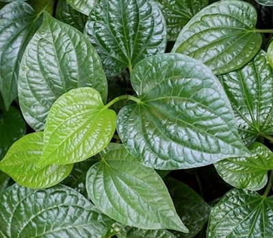 강장제 허브의 정의, 작용 원리, 대표 성분과 섭취 방법