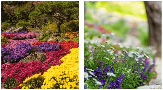 2025년 화담숲 벚꽃 사전예약 (입장료&amp;#44; 모노레일)