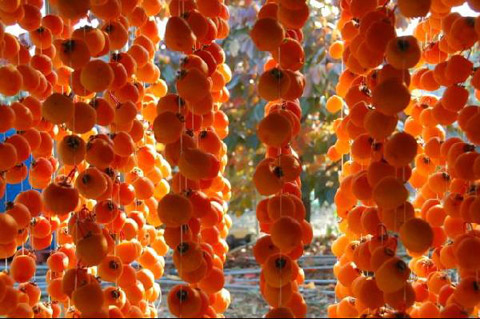 단감 효능 칼로리 보관법 곶감 홍시 효능 부작용