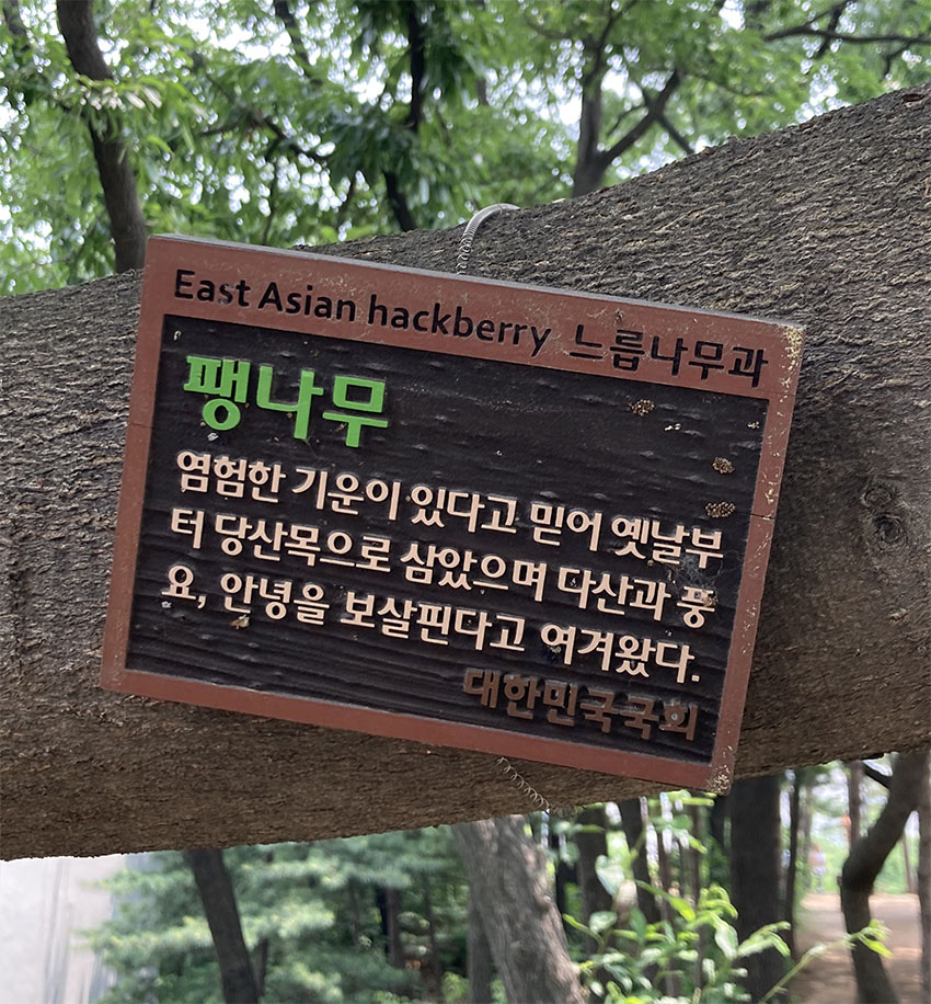 팽나무