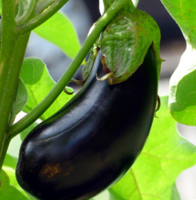 6월에 심는 작물4