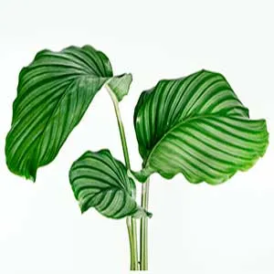 화분 귀가 후 점검 흙수분상태 잎건강확인 병해충 빠른대처 요령_1