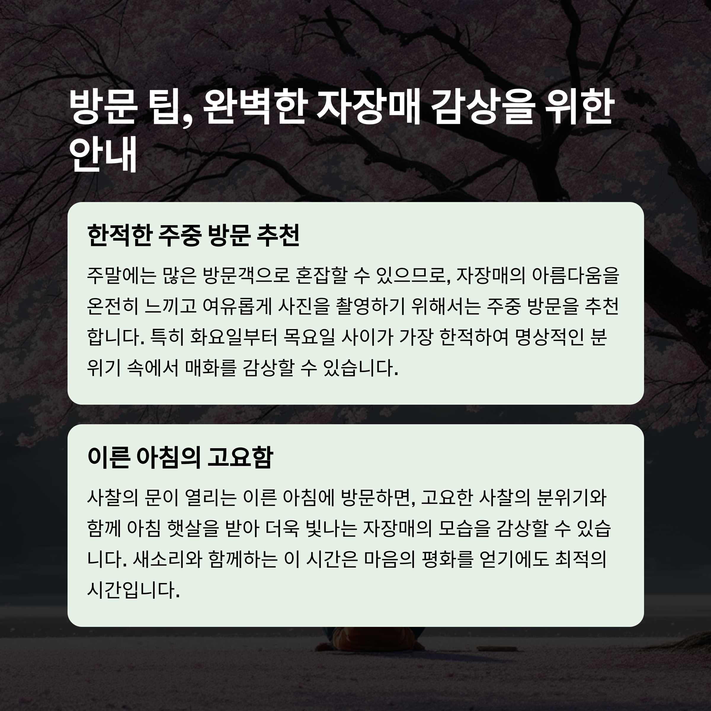 양산 통도사 홍매화 명소