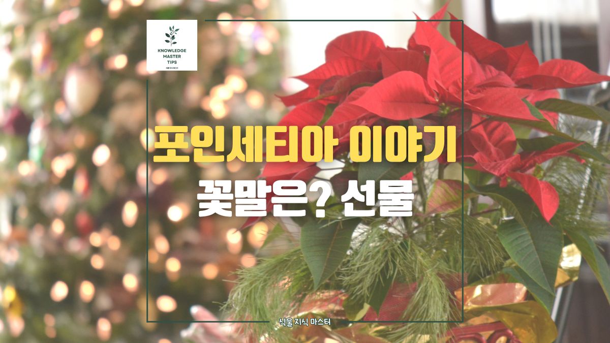 크리스마스 하면, 빨간 포인세티아 꽃말은?