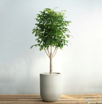 초보 녹보수 키우기 - 물주기, 가지치기, 온도, 난이도