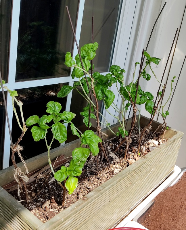 겨울을 나고 수피가 목질화된 바질 2년차