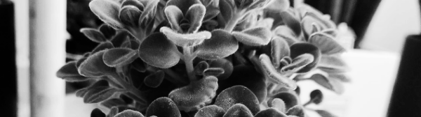 장미허브 식용 가능