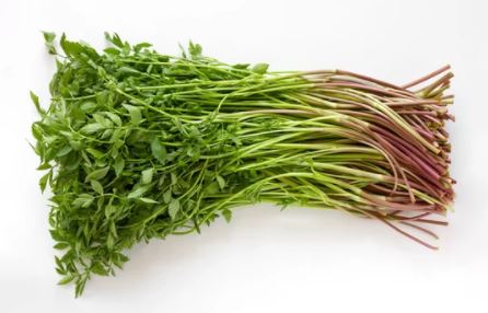 봄나물의-종류와-사진을-소개합니다.-봄나물의-종류로는 냉이-달래-쑥-미나리-취나물-등이-있습니다