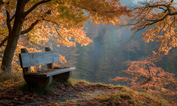 단풍나무 사이로 나무 의자 하나가 있는 풍경