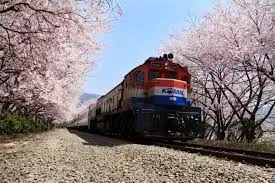 2024년 벚꽃 개화시기 및 벚꽃 명소 BSET 10