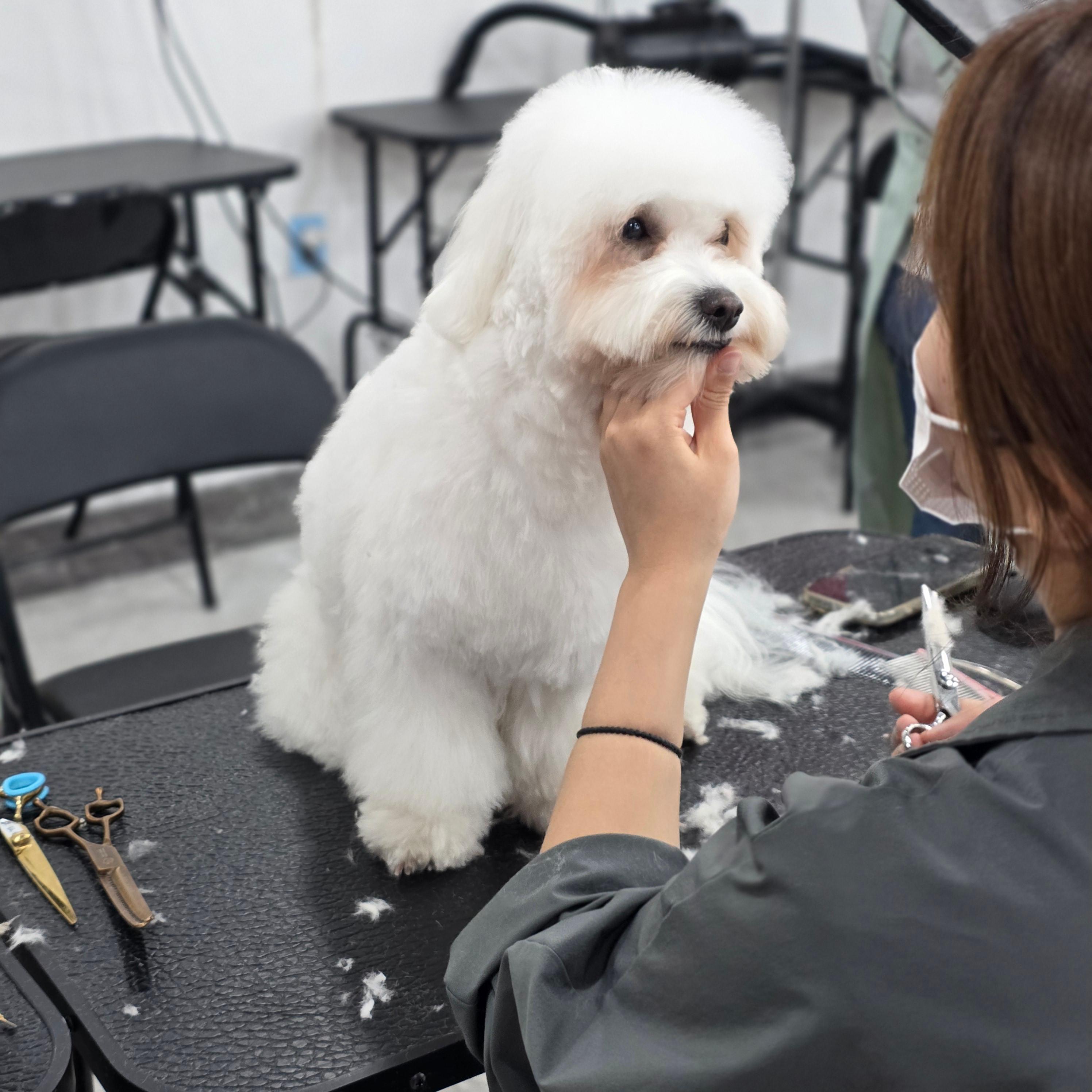 평택애견미용학원