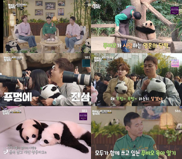 &#39;푸바오와 할부지&#39; 방송 화면 갈무리 [사진= SBS]