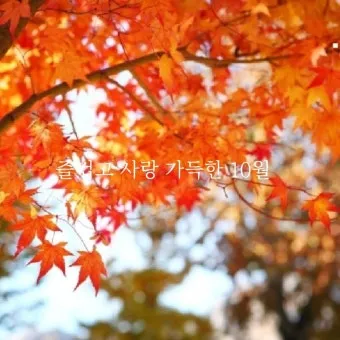가을 인사말 모음 예시 문자_24