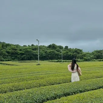 제주 오설록 티뮤지엄 관람 팁과 근처 카페 안내_14
