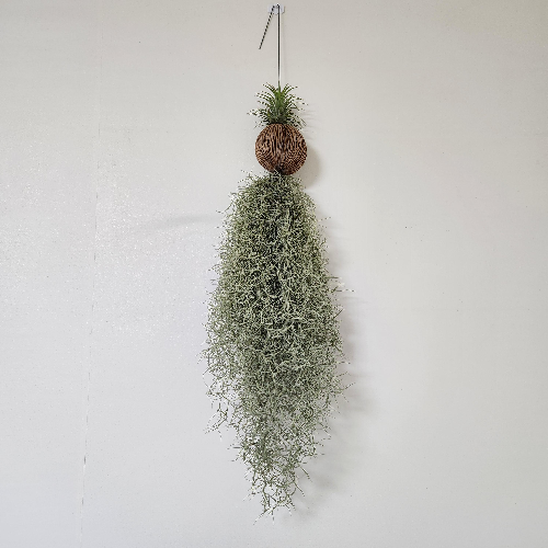 원룸 미니식물 추천 (산세베리아, 스킨답서스, 다육식물)