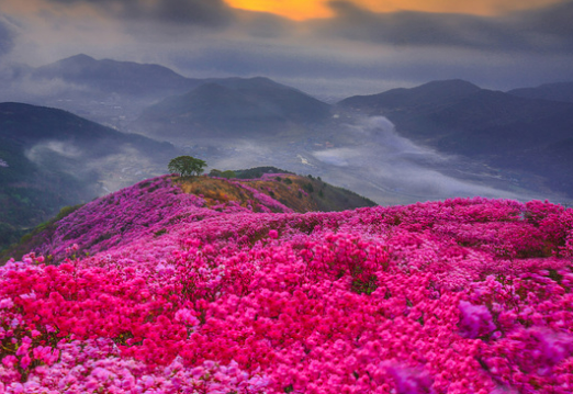 영취산-진달래-축제