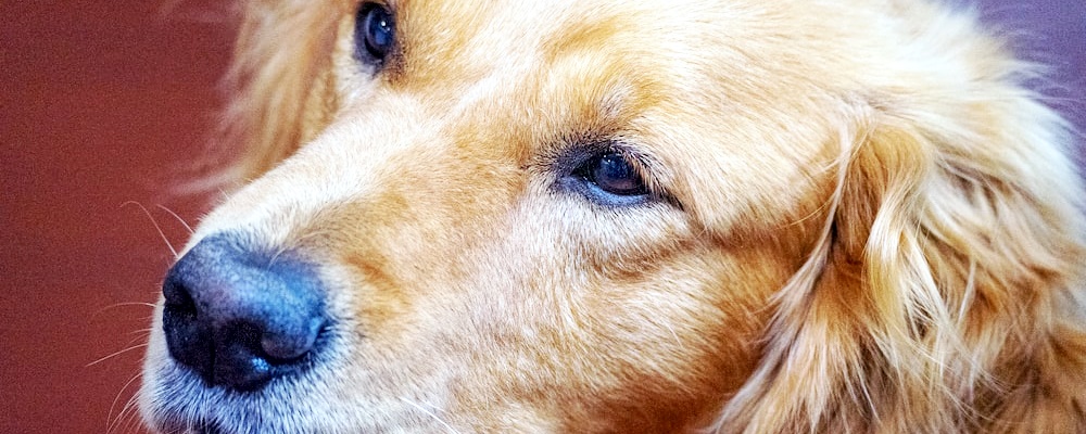 새끼 강아지 목욕 1