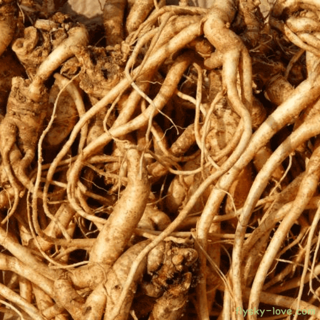 기관지에 좋은 건강나물 도라지