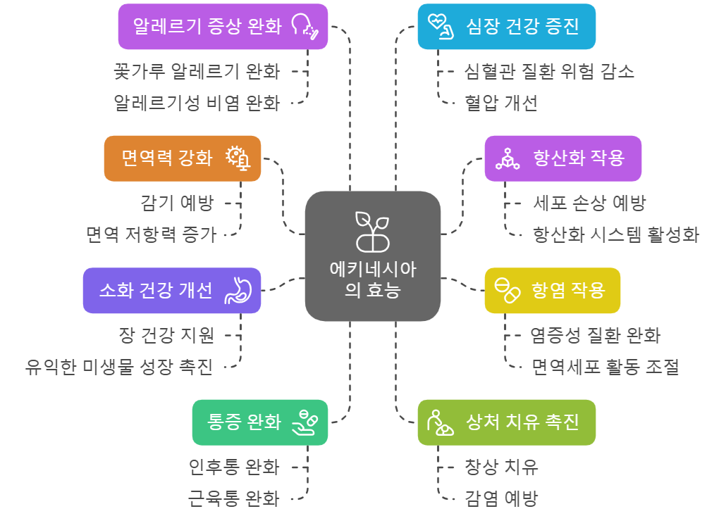 에키네시아 효능