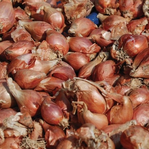 쪽파 씨앗(종근)