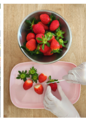 율봄식물원 딸기시즌 기본정보와 프로그램 소개