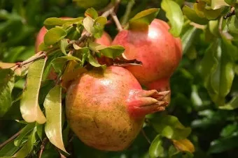 석류 재배 전정 요령 착과 관리 고온 피해 예방_10