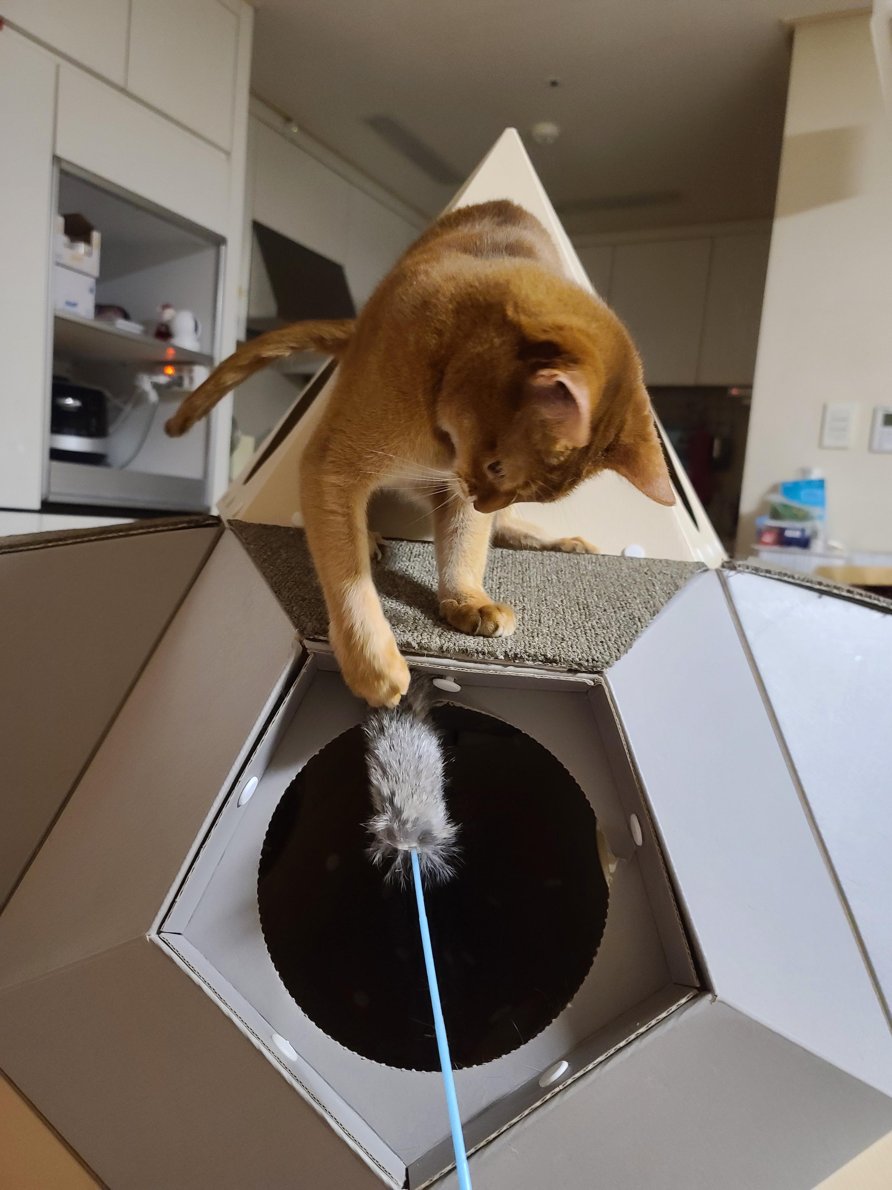 고양이 장난감 오뎅꼬치로 캣미로에서 노는 고양이들.