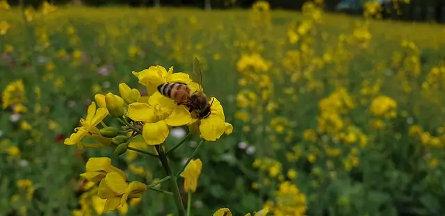 봄맞이-유채꽃여행