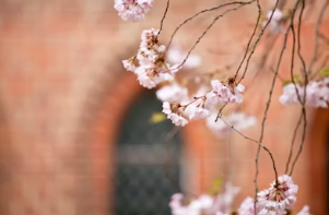 벚꽃 사진 인생샷 구도 및 보정법 완벽 가이드