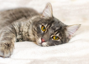 누워있는 고양이