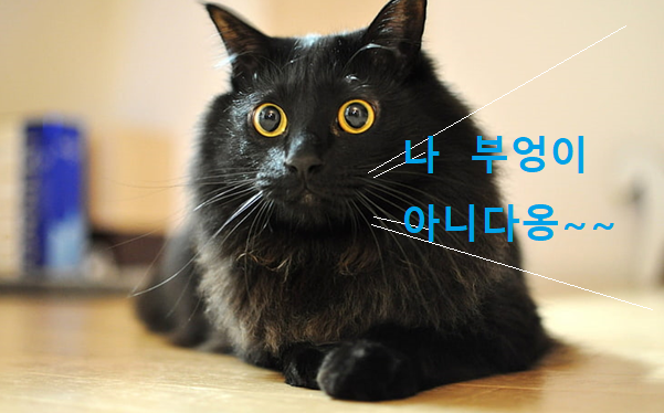 봄베이 고양이 이미지 - 1