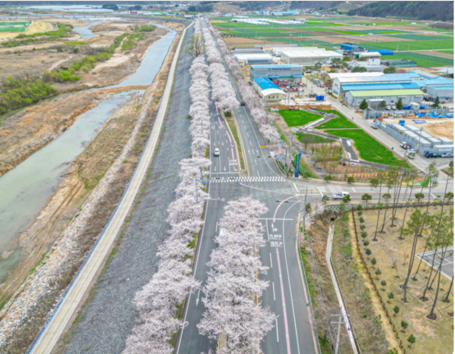 [경남 합천 여행]꽃보다 사람 많은 벚꽃길은 그만｜합천 100리 벚꽃 드라이브