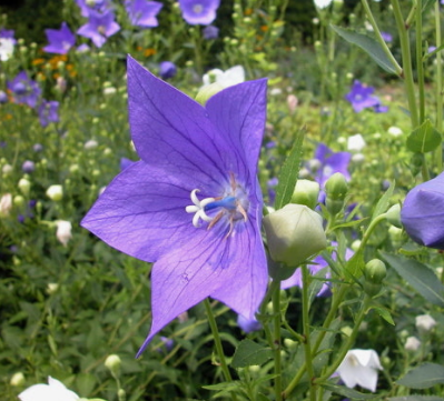도라지 효능 부작용 고르는법 먹는법 꽃 총정리