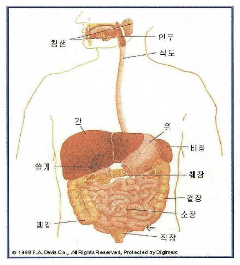흡수의 일차적 경로(1): 위장관계