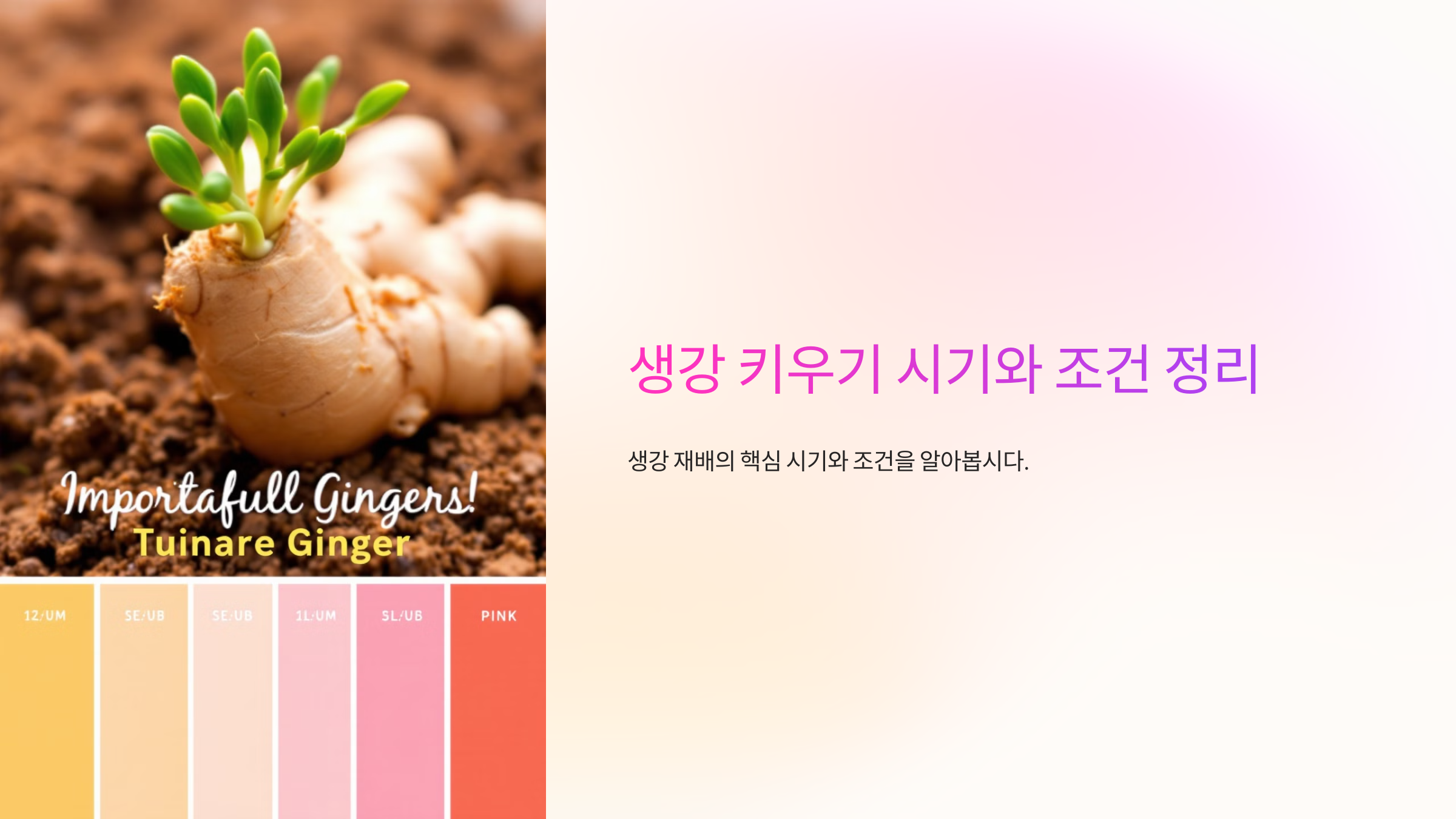 생강 키우기 시기와 조건 정리