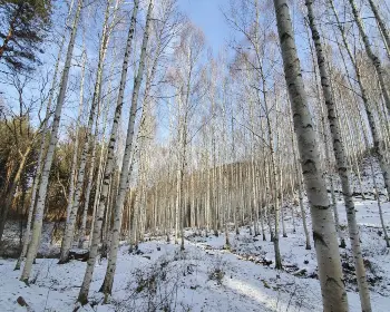인제 자작나무숲_18