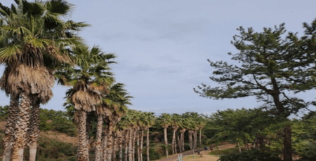 제주 렌트카 주의사항