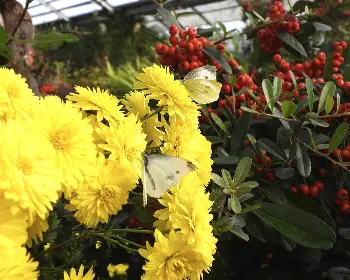 함평 국화축제_24