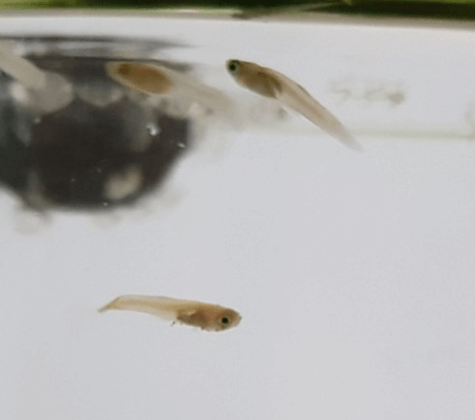 구피 질병 증상(백점병&amp;#44; 마우스펑기&amp;#44; 솔방울병 등)