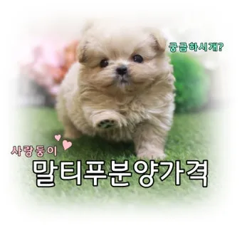 말티푸가격 2024년 솔직한 분양가 정보_3