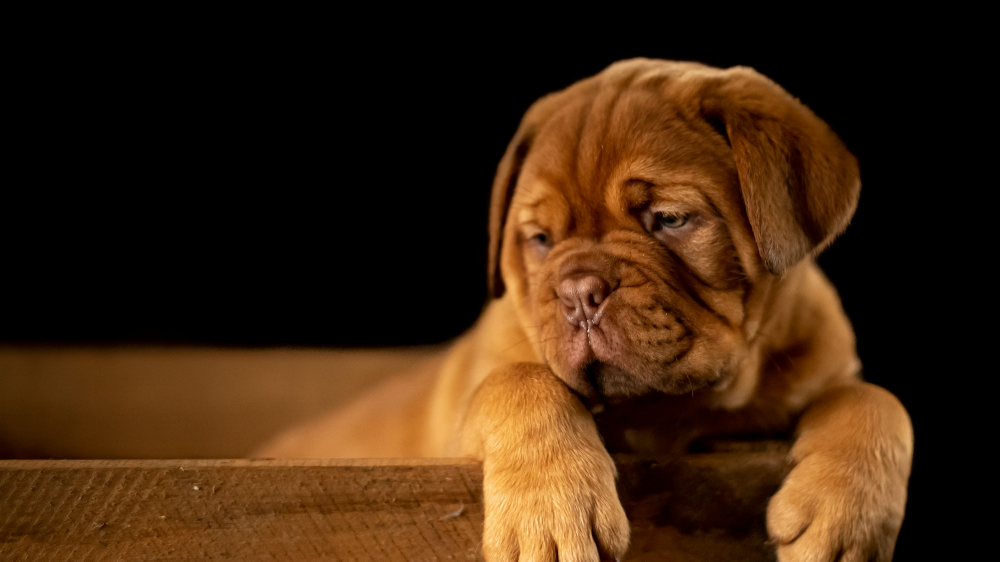 강아지 발이 퉁퉁붓고 피가 난다면? 모낭충피부질환에 대처하는 방법