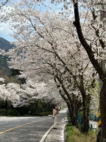 구례 가볼만한곳 베스트10 섬진강 벚꽃길 사성암 드라이브_17