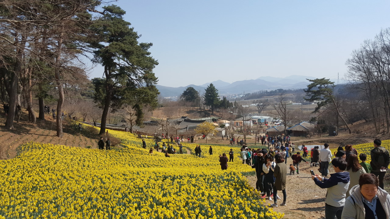 서산-유기방가옥-수선화축제