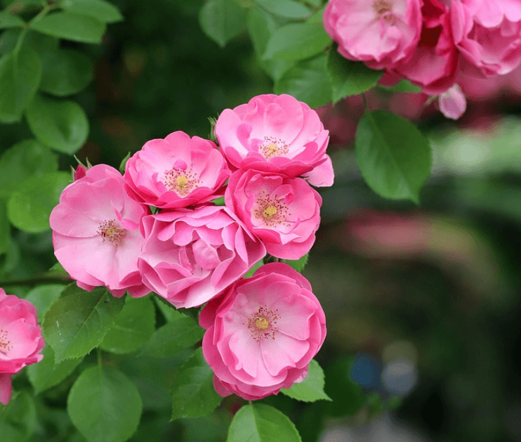 삼척장미축제 일정 입장료 주차장 관람꿀팁