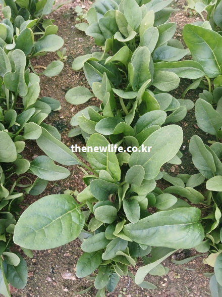 밭에서 자라고 있는 시금치 잎과 철분·엽산을 함유한 시금치 효능의 실제 모습