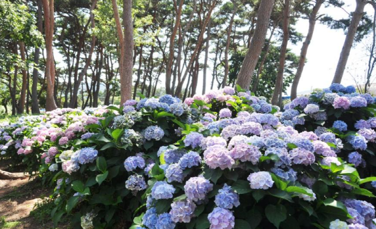 서산 모월힐링숲